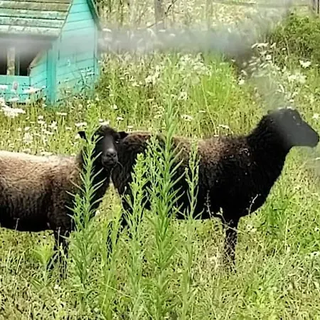 Du Daudou Piscine Jacuzzi Partages 3* Septfonds