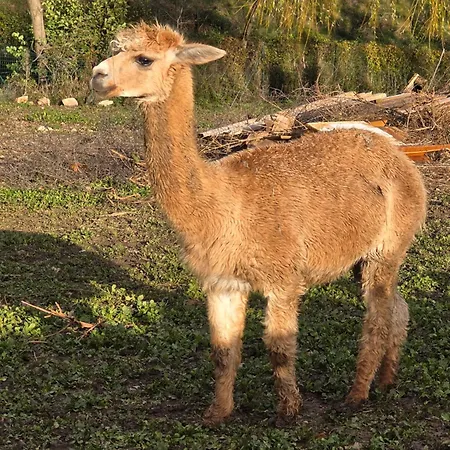 Du Daudou Piscine Jacuzzi Partages בית הארחה 3*