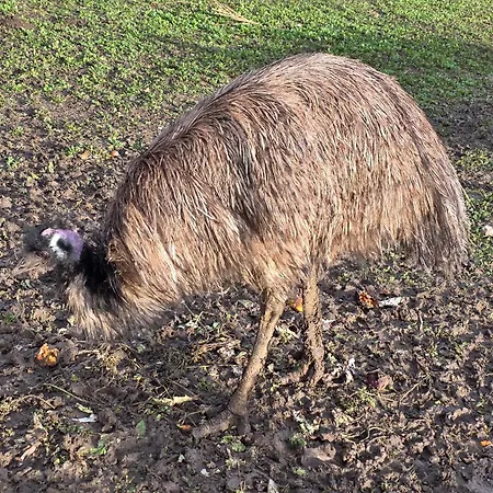 Du Daudou Piscine Jacuzzi Partages Septfonds