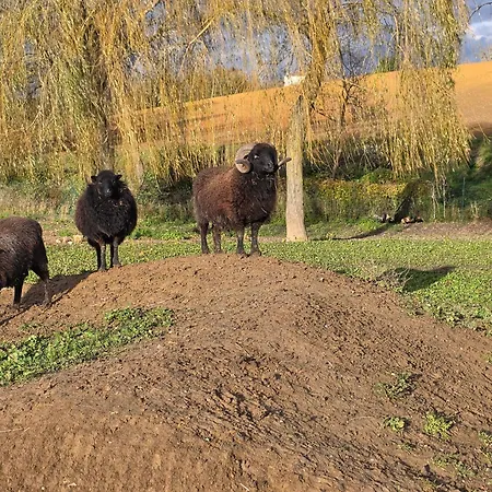 Гостевой дом Du Daudou Piscine Jacuzzi Partages Septfonds