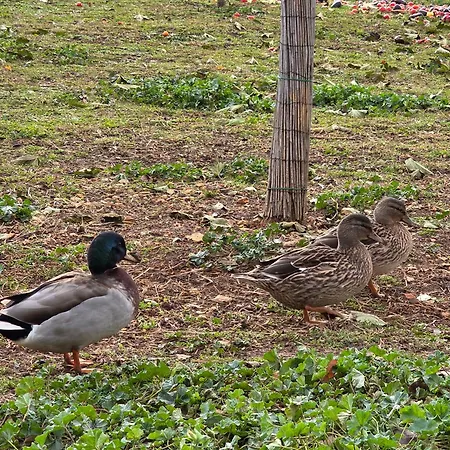 Du Daudou Piscine Jacuzzi Partages 3* Septfonds