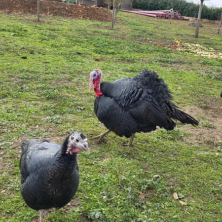 Du Daudou Piscine Jacuzzi Partages Septfonds